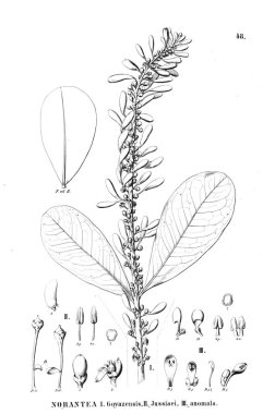 Bitki çizimi. Eski resim