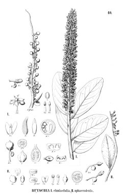 Bitki çizimi. Eski resim