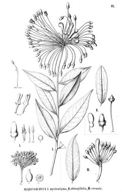 Bitki çizimi. Eski resim