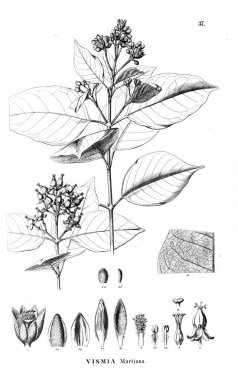 Bitki çizimi. Eski resim