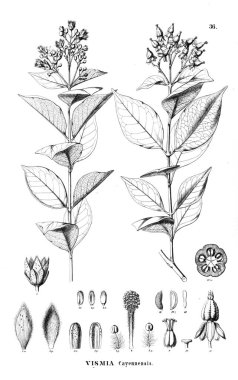 Bitki çizimi. Eski resim