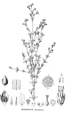 Bitki çizimi. Eski resim