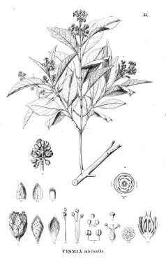 Bitki çizimi. Eski resim