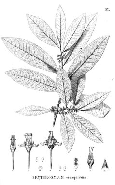 Bitki çizimi. Eski resim