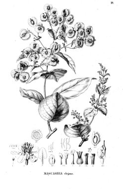 Bitki çizimi. Eski resim