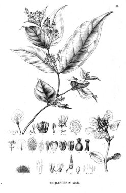 Bitki çizimi. Eski resim