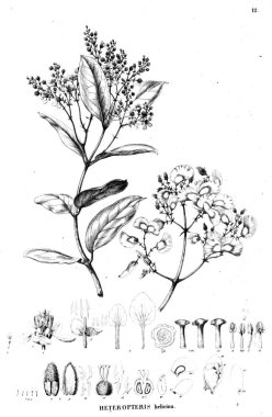 Bitki çizimi. Eski resim