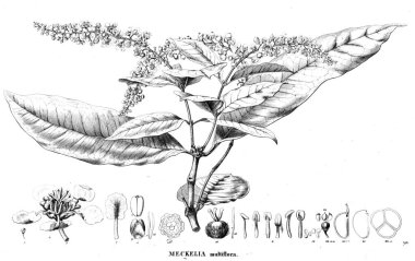 Bitki çizimi. Eski resim