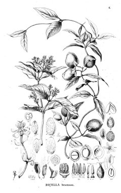 Bitki çizimi. Eski resim