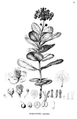 Bitki çizimi. Eski resim