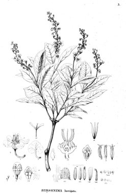 Bitki çizimi. Eski resim