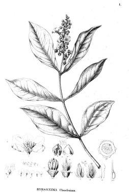 Bitki çizimi. Eski resim