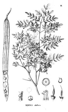 Bitki çizimi. Eski resim