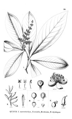 Bitki çizimi. Eski resim