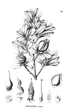 Bitki çizimi. Eski resim