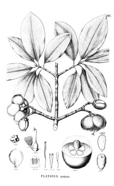 Bitki çizimi. Eski resim