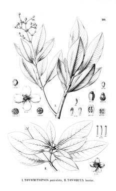 Bitki çizimi. Eski resim