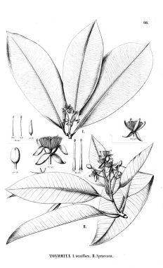 Bitki çizimi. Eski resim