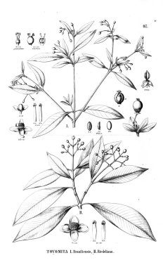 Bitki çizimi. Eski resim