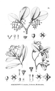 Bitki çizimi. Eski resim