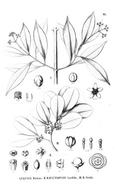 Bitki çizimi. Eski resim