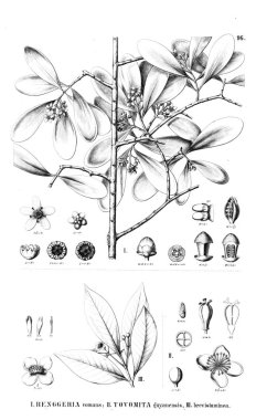 Bitki çizimi. Eski resim