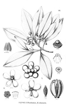 Bitki çizimi. Eski resim