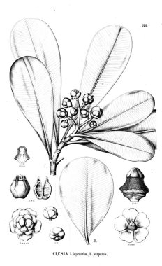 Bitki çizimi. Eski resim