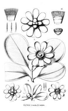 Bitki çizimi. Eski resim