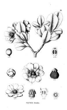 Bitki çizimi. Eski resim