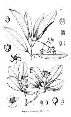 Bitki çizimi. Eski resim