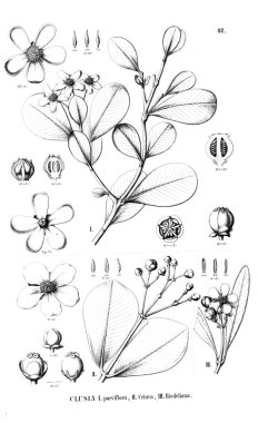 Bitki çizimi. Eski resim