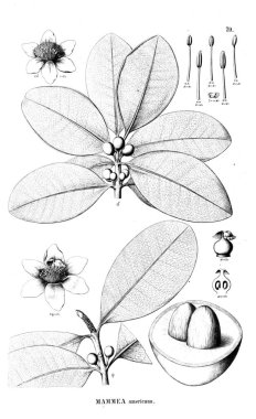 Bitki çizimi. Eski resim