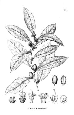 Bitki çizimi. Eski resim