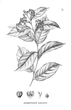 Bitki çizimi. Eski resim