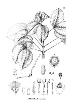 Bitki çizimi. Eski resim