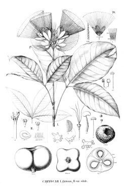 Bitki çizimi. Eski resim