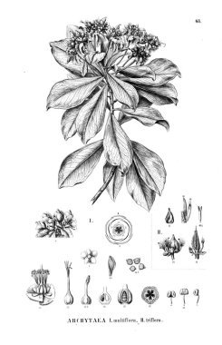 Bitki çizimi. Eski resim