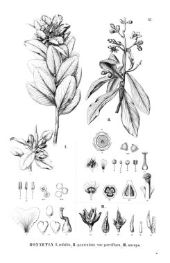 Bitki çizimi. Eski resim