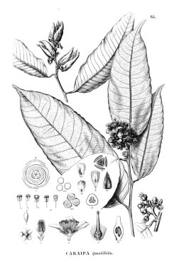 Bitki çizimi. Eski resim