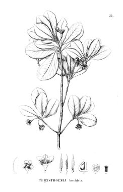 Bitki çizimi. Eski resim