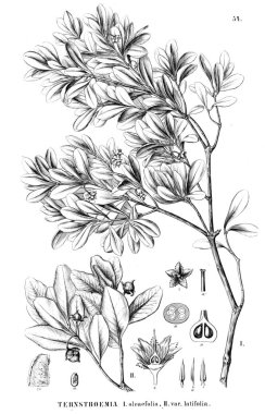 Bitki çizimi. Eski resim