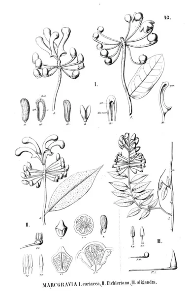 Illustrazione Della Pianta Vecchia Immagine — Foto Stock