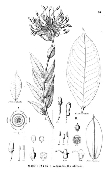 Illustrazione Della Pianta Vecchia Immagine — Foto Stock