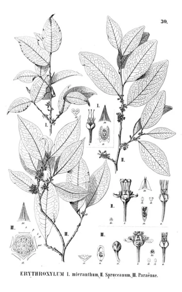 Bitki çizimi. Eski resim