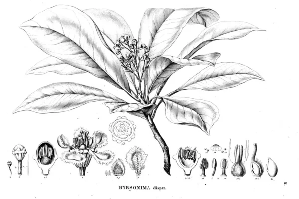 Illustrazione Della Pianta Vecchia Immagine — Foto Stock