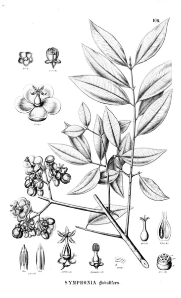 Bitki çizimi. Eski resim