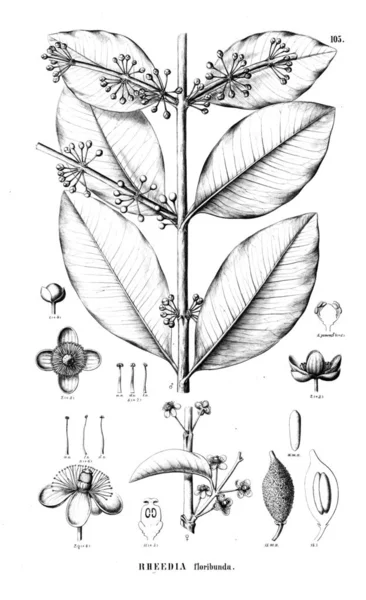 Illustrazione Della Pianta Vecchia Immagine — Foto Stock