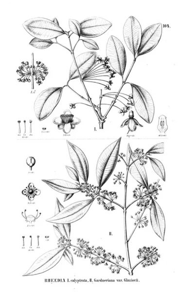 植物のイラスト 古いイメージ — ストック写真