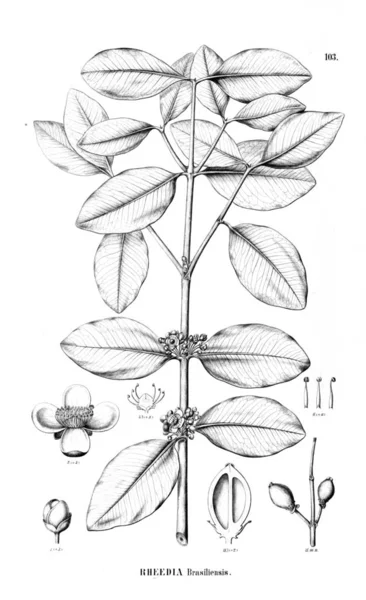 Bitki çizimi. Eski resim